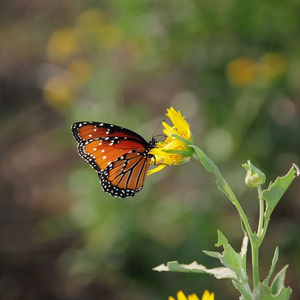 Illusztráció (Pixabay)