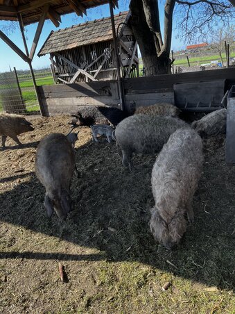 A mangalicák is a legjobbat kapják Csikóséknál (Fotó: Csikós Árpád archívuma)