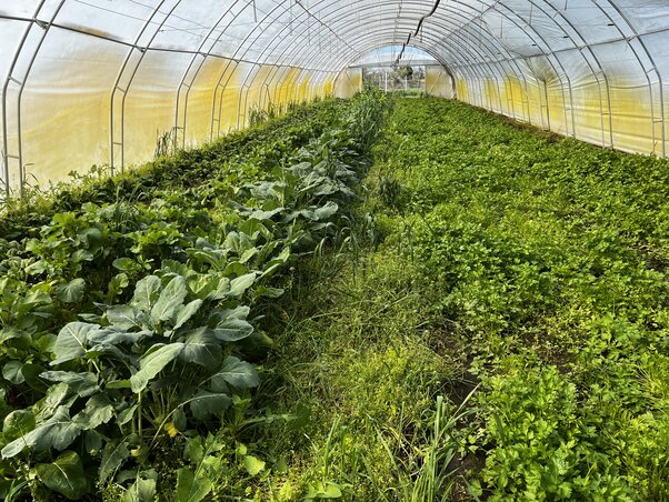 A biokertészetben mindenhol nő az ízletes zöldség (Fotó: Csikós Árpád archívuma)