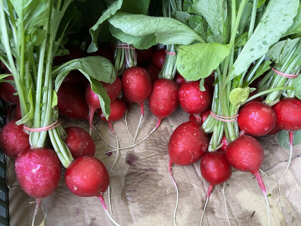 Frissen szedve a bioreteknek nemcsak az íze, hanem már a látványa is nyálcsorgató (Fotó: Csikós Árpád archívuma)