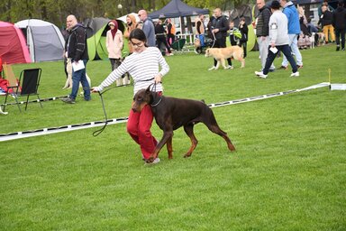 A nagytestű kutyákkal nem könnyű versenyezni (Fotó: Paraczky László)