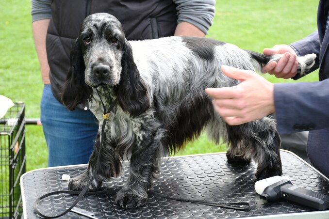 Egy pózolás, és irány a ring! (Fotó: Paraczky László)