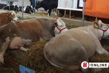 Dávid Csilla felvétele