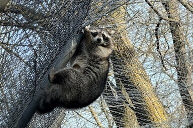 A szegedi mosómedvéket a Pest megyei Ócsa környékén fogták be vadon a természetvédelmi szakemberek, majd a Vadaspark fogadta be állatokat