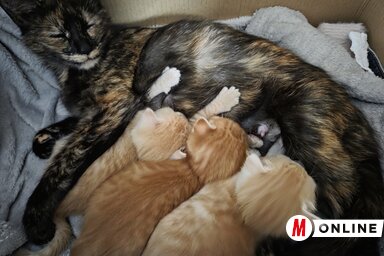 A feleségem éppen Pesten volt, én meg közben azon gondolkodtam, mikor fog lefialni Mustár (Fotó: Kopasz Tamás felvétele)