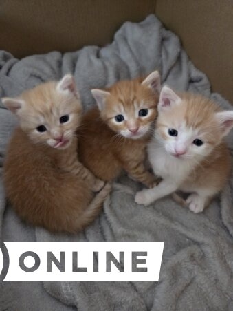 Kopasz Tamás felvétele