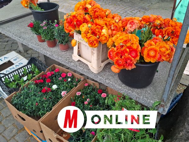 A kertészkedésnek kedvez a jó idő, sokféle virágot kaphatunk hozzá, de a vázába is tehetünk szép csokrokat (Kállai Göblös Nikoletta felvétele)