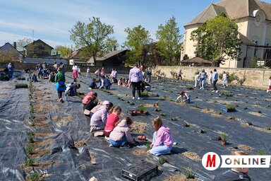 A diákok saját kezükkel ültették el az új ültetvény palántáit (Fotó: Kancsár Izabella felvétele)