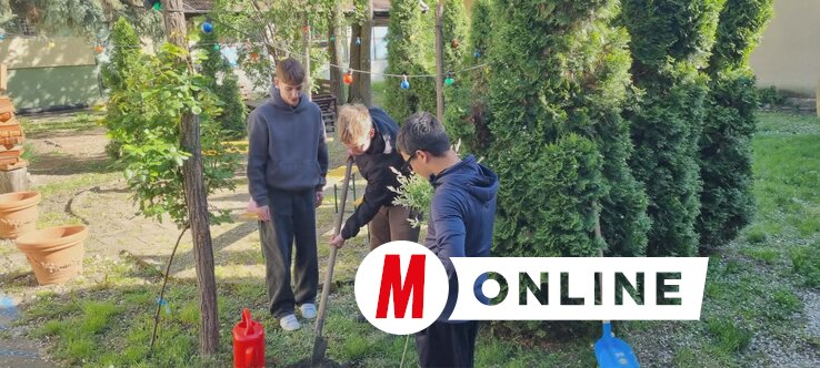 Díszcserjét ültettek a középiskolások (Fotó: Kancsár Izabella felvétele)