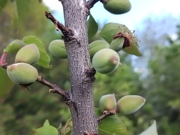 A barackfák idén jó termést ígérnek