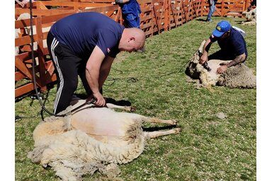 Nyíróollók helyett gépek, de a mesterség ugyanaz / Fotó: Horváth Zsolt