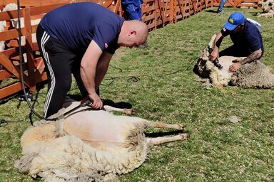 Nyíróollók helyett gépek, de a mesterség ugyanaz / Fotó: Horváth Zsolt