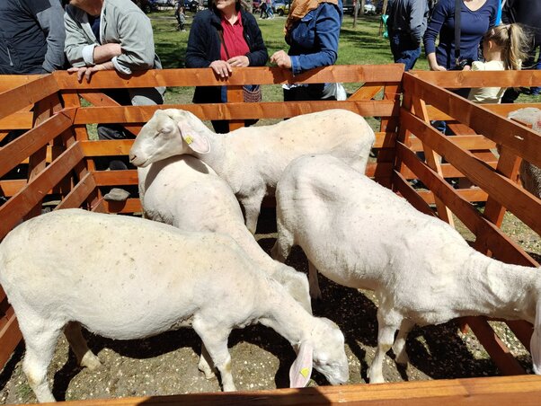 A nyírás után „tavaszi viseletben”