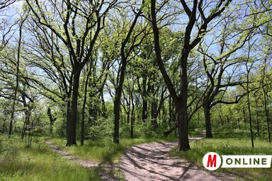 Vidékünkön egyre több a kullancs (Molnár Edvárd felvétele)