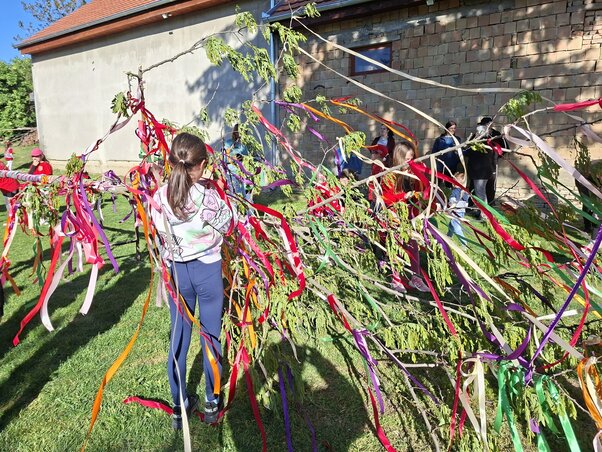 Színes szalagokkal díszítik fel a májusfát, amely a tavasz és az újjászületés jelképeke