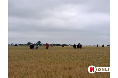 A búza cséplése 10 nap múlva kezdődhet (Vidács Hajnalka felvétele)