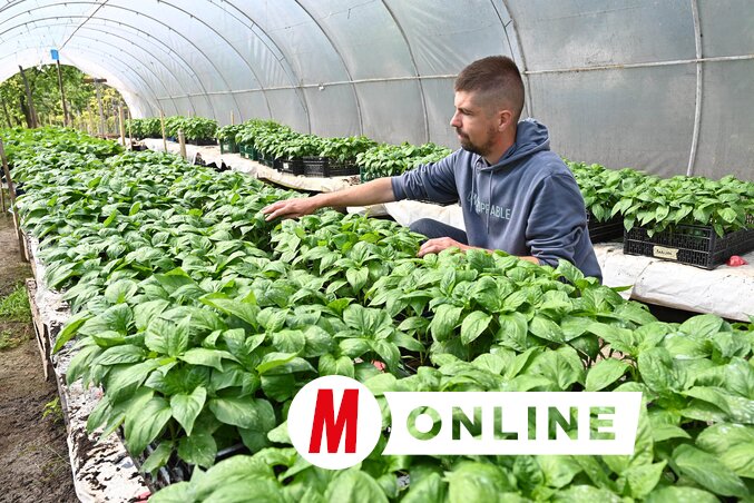 A fóliasátorban szakértő kezek alatt mintegy 20 ezer palánta nevelkedik