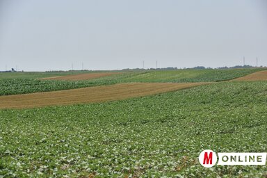 Az árpa és a búza hozama jelentősen visszaesett a tavaszi aszály miatt, miközben a termelők szerint a felvásárlási árak tovább csökkennek (Fotó: Miklós Hajnalka)