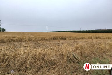 Helyenként a gabonatáblákat is megfektette az erős szél (Tóth Péter felvétele)