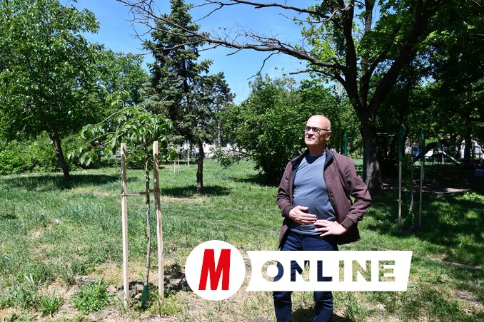 Ratko Đurđevac egy félig kiszáradt tölgyfa előtt (Fotó: Paraczky László felvétele)