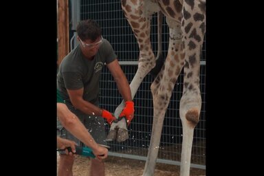 A Richter Safari Parkba látogatók betekintést nyerhettek most egy különleges gondozási folyamatba: a zsiráf körmölésébe (Fotó: Képernyőfelvétel/Safari Park Richter/Facebook)