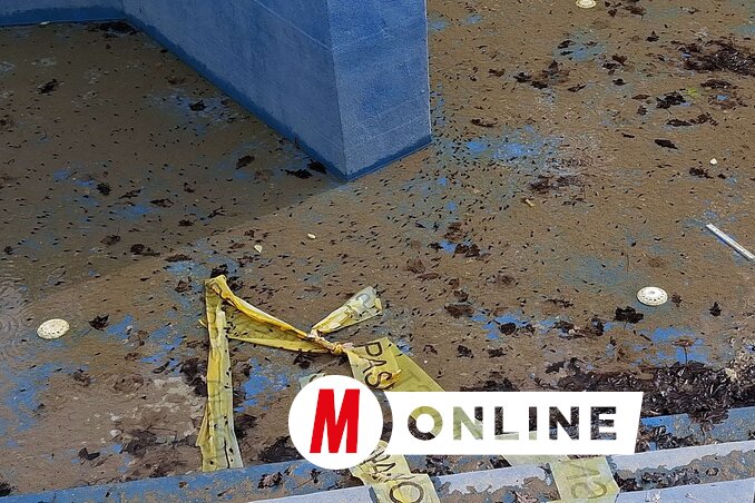 Ebihalak úszkálnak a hidromasszázs medence alján (Fotó: Molnár Edvárd)