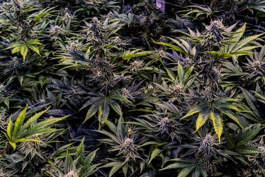 Egy illegális laboratóriumban marihuánát termesztettek (Illusztráció: Pexels.com)