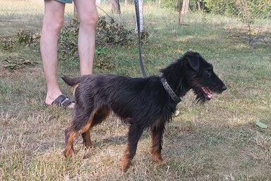 A felelős gazdi póráz nélkül nem viszi a kutyáját közterületre   (Gruik Zsuzsa felvétele)