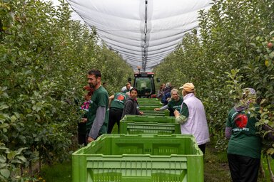 A 35 foknál magasabb hőmérséklet megzavarja az alma érési folyamatát (Fotó: Beta)