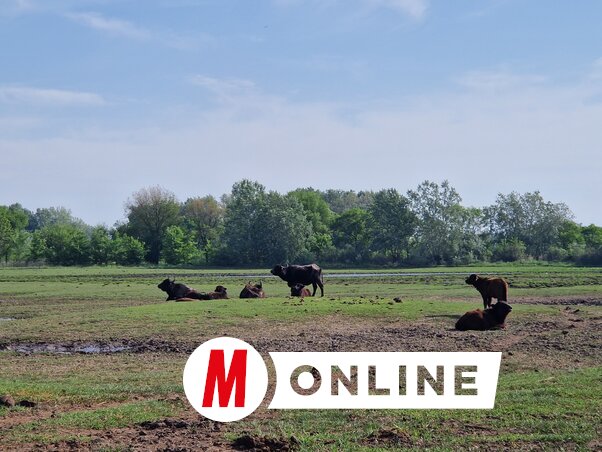 Nyaranta a Ludasi-tó bizonyos részei is kiszáradnak (Fotó: Bartus Bella)