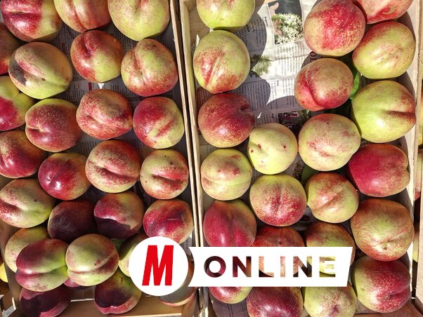 Kiváló minőségű őszibarack termett az idén (Fotó: Paraczky László)