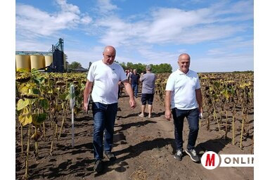 A tesztföldeken hatalmas és még zöldellő napraforgók fogadták az érdeklődőket (Vidács Hajnalka felvétele)