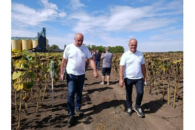 A tesztföldektől nem messze más képet mutat a kapásnövény (Fotó: Vidács Hajnalka)