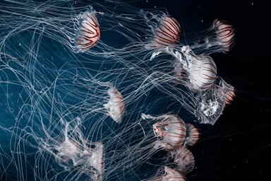 Jelenleg az atomerőmű egyetlen reaktorblokkja sem működik rendeltetésszerűen (Fotó: pixabay.com)