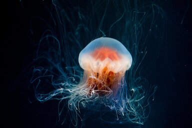 Pixabay.com