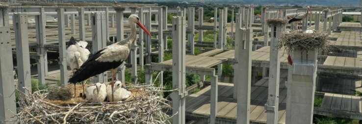 A nyár elején, a gólyák világnapja alkalmából a Szerbiai Madártani és Madárvédelmi Egyesület közölte, hogy a Roda üzletkomplexum közelében álló befejezetlen épület
betonvázán található Szerbia és talán Európa egyik legnagyobb fehérgólya-kolóniája. Az idei felmérés során 75 aktív fészket számoltak össze. (Fotó: Kovács Szilárd felvétele)