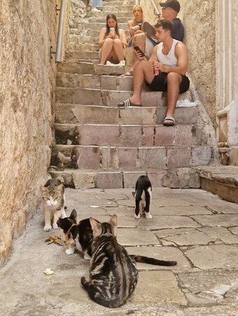 A város jelképei, a macskák Kotor városában