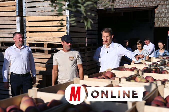 A királyhalmi gazdák többsége almát és burgonyát termeszt (Fotó: Molnár Edvárd felvétele)