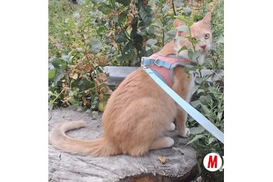 Kopasz Tamás felvétele
