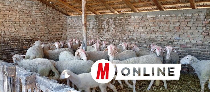 Helfrih Krisztiánék hatvan juhhal kezdték a munkát, ma száztíz–százhúsz közötti a számuk  (Fotó: Vidács Hajnalka)