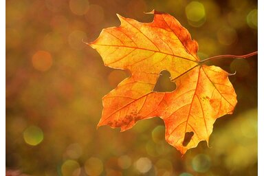 Pixabay