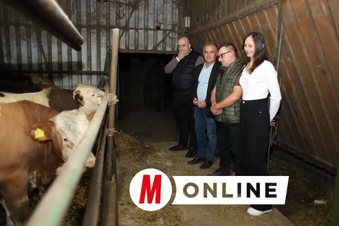 Lajkóék bikahizlalással foglalkoznak (Lakatos János felvétele)