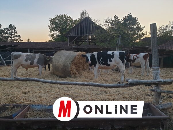 A megmaradt néhány száz bála egy időre jelenthet csak haladékot