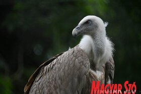 A Palicsi Állatkert ma