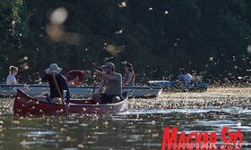 Elvirágzott a Tisza