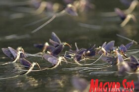 Elvirágzott a Tisza