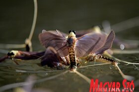 Elvirágzott a Tisza