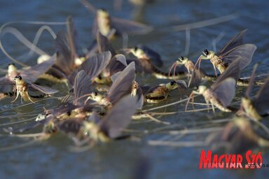 Elvirágzott a Tisza