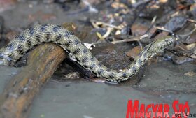 Elvirágzott a Tisza