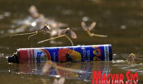 Elvirágzott a Tisza